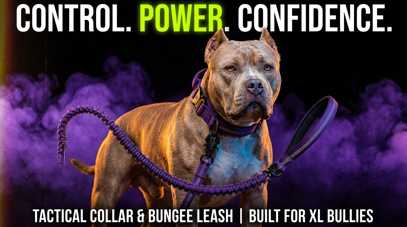 Collar & Leash Set